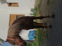 Caballo ganador de tiro y arrastre