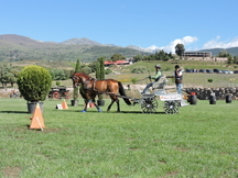 CASTAÑO MONTADO Y ENGANCHADO