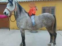 caballo hispano arabe ideal para niños 