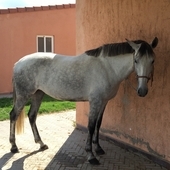 se vende potra PRE