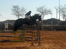 Vendo silla francés salto de obstaculos