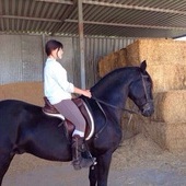 Caballo PRE muy domado