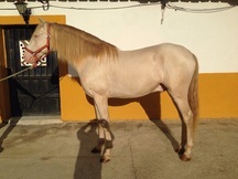 Tenemos potros y caballos domados en venta