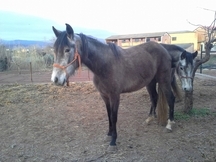 Se venden dos yeguas P.R.E.