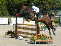 Caballo de salto