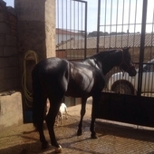 Caballo pre castaño