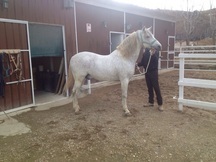 CABALLO PRE TORDO PICAZO