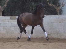 En venta caballo P.R.E.