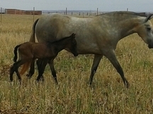 Venta de yegua torda PRE