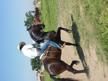 caballo cuafrissian y potranca