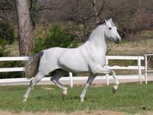 se vende caballo PRE montado