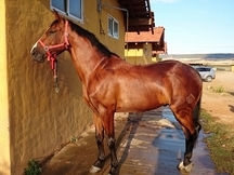 CABALLO CASTRADO CASTAÑO SALTO