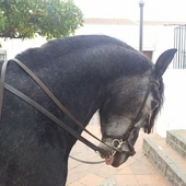 caballo pre entero