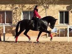 SE VENDE PRE 