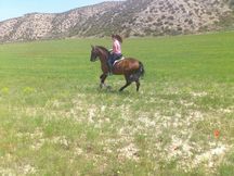 urge venta caballo español