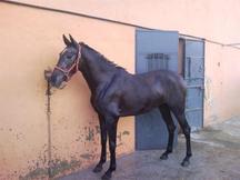 Potra de Caballos Pura Raza Española (P.R.E.) en venta
