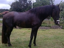 Caballo P.R.E negro domado