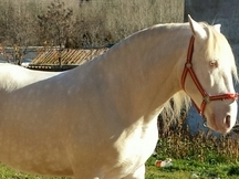 albino lusitano en alta escuela espectacular
