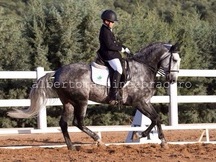 Se vende excelente lusitano