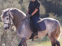 Caballo PRE para campo