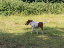 POTRO PONY SHETLAND