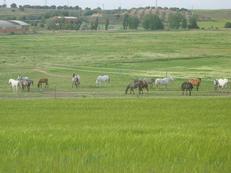 Caballo en fruto por alimento Madrid