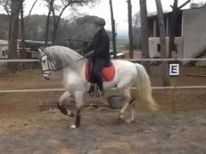 VENDO CABALLO PRE