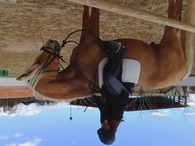 Caballo Palomino espectacular
