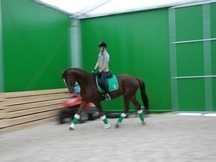Hanoverian gelding with German breeding