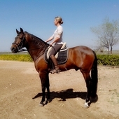 Se vende Caballo P.R.E.
