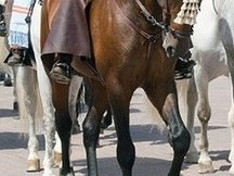 Se vende Caballo P.R.E.