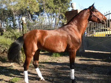 PRE- Lirio XV