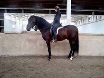 Se vende precioso Caballo PRE castaño
