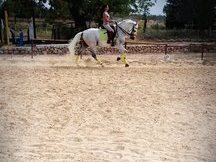 caballo Doma Clásica Nivel 3
