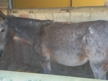 Tronco de Mulas