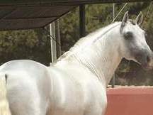 PRE ANDALUSIAN, EN VENTA/FOR SALE
