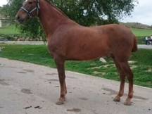 venta de caballos