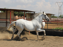 VENDO CABALLO MONTURA