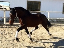 Animoso Potro P.R.E