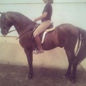 noble caballo PRE