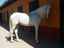 CABALLO PRE 11 AÑOS