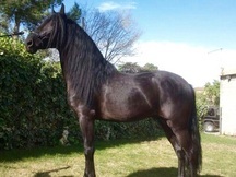 Caballo Pre- Tacho-