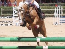 ESPECTACULAR PONY B