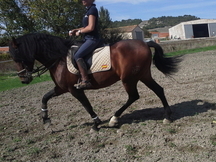 CABALLO PRE 5 AÑOS