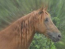 Caballo 6 años,alazán,PRE