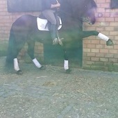 Caballo Pre castaño alta escuela