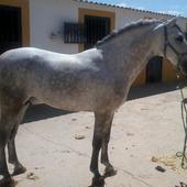Caballo Pura Raza Españolas muy noble montado