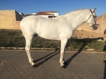 Caballo pre tordo