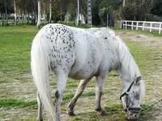 SE VENDE PONY A DE SALTO