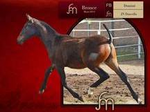gran venta de caballos 